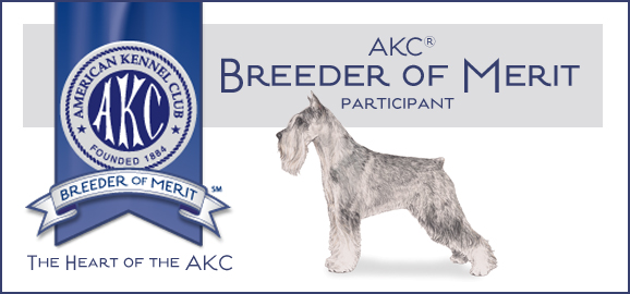 Standard Schnauzer AKC Breeder of Merit